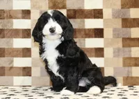 Fairy, a female Cavapoo and Miniature Bernedoodle for sale in Denver, PA – 4 of 7
