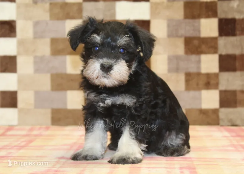 Ellie – Miniature Schnauzer puppy for sale in Denver, PA