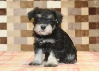 Ellie, a female Miniature Schnauzer for sale in Denver, PA – 1 of 5