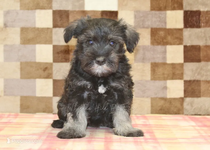 Echo – Miniature Schnauzer puppy for sale in Denver, PA
