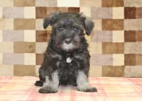 Echo, a female Miniature Schnauzer for sale in Denver, PA – 1 of 2