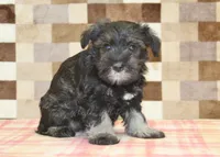 Echo, a female Miniature Schnauzer for sale in Denver, PA – 2 of 2