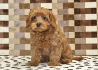 Scout, a male Cavapoo for sale in Denver, PA – 4 of 4