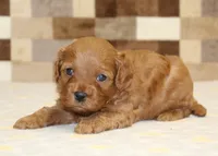 Donny, a male Cavapoo for sale in Denver, PA – 3 of 3