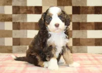 Hank, a male Miniature Bernedoodle for sale in Denver, PA – 4 of 4
