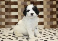 Kirby, a male Miniature Bernedoodle for sale in Denver, PA – 4 of 4