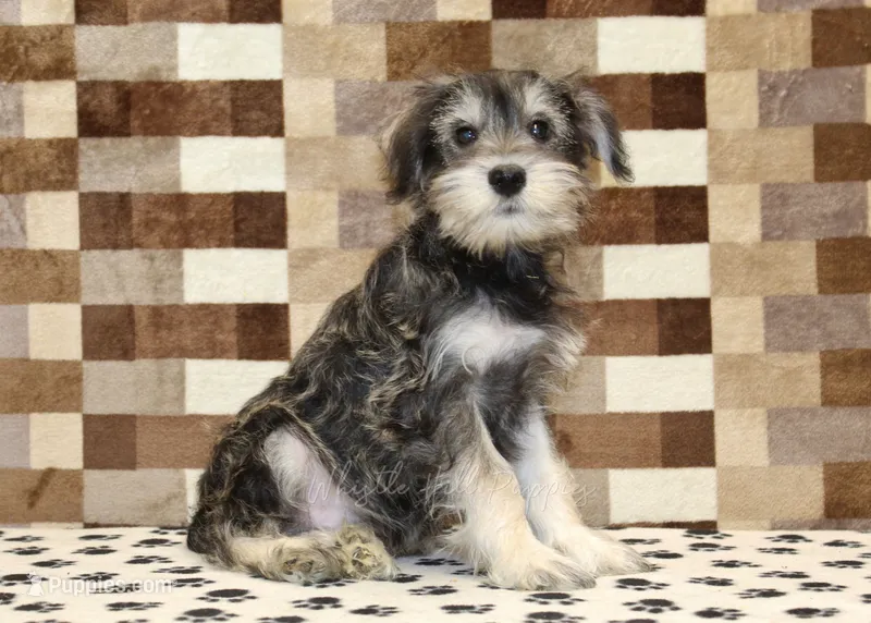 Elmo – Miniature Schnauzer puppy for sale in Denver, PA