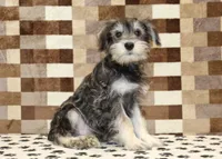 Elmo, a male Miniature Schnauzer for sale in Denver, PA – 1 of 8