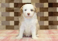 Hanna, a female Miniature Bernedoodle for sale in Denver, PA – 3 of 4