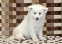Jasper, a male Pomsky for sale in Denver, PA – Photo 4 of 4