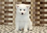 Jasper, a male Pomsky for sale in Denver, PA – Photo 3 of 4