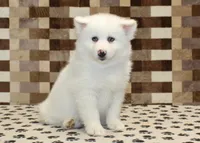 Jasper, a male Pomsky for sale in Denver, PA – Photo 1 of 4