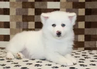 Jasper, a male Pomsky for sale in Denver, PA – Photo 2 of 4