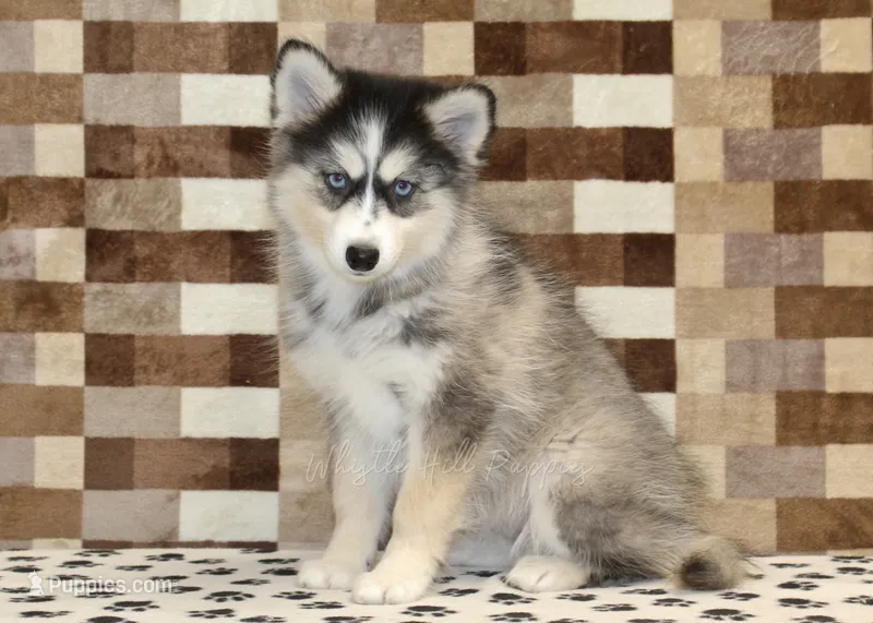 Willow – Pomsky puppy for sale in Denver, PA