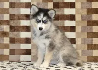 Willow, a female Pomsky for sale in Denver, PA – 1 of 8