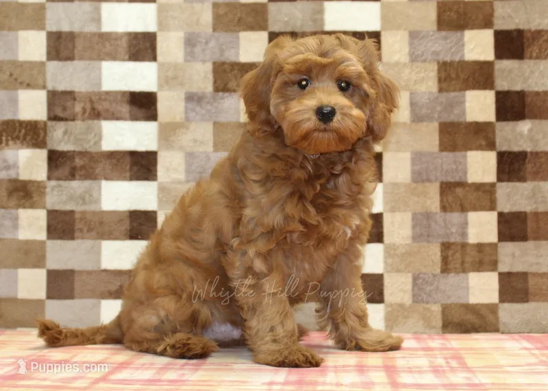 Oscar – Cavapoo puppy for sale in Denver, PA