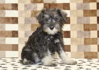 Elsa, a female Miniature Schnauzer for sale in Denver, PA – 4 of 4