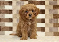 Dylan, a male Cavapoo for sale in Denver, PA – 3 of 8