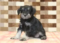 Emily, a female Miniature Schnauzer for sale in Denver, PA – 4 of 4