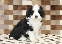 Kelly, a female Miniature Bernedoodle for sale in Denver, PA – 4 of 4