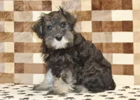Eddy, a male Miniature Schnauzer for sale in Denver, PA – 4 of 8
