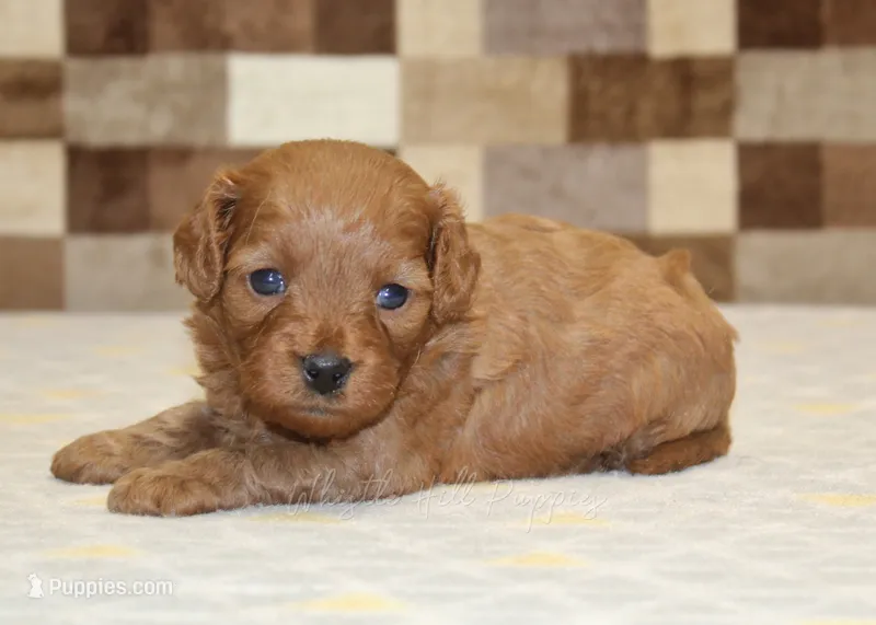 Dora – Cavapoo puppy for sale in Denver, PA