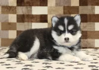Isaac, a male Pomsky for sale in Denver, PA – Photo 2 of 4