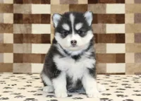 Isaac, a male Pomsky for sale in Denver, PA – Photo 3 of 4