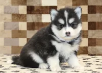 Isaac, a male Pomsky for sale in Denver, PA – Photo 1 of 4
