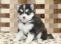 Isaac, a male Pomsky for sale in Denver, PA – Photo 4 of 4
