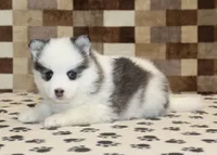 Ivy, a female Pomsky for sale in Denver, PA – Photo 2 of 4