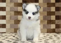 Ivy, a female Pomsky for sale in Denver, PA – Photo 3 of 4