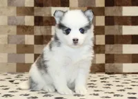 Ivy, a female Pomsky for sale in Denver, PA – Photo 1 of 4