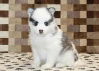 Ivy, a female Pomsky for sale in Denver, PA – Photo 4 of 4