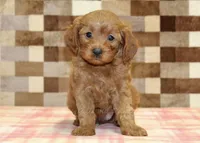 George, a male Cavapoo for sale in Denver, PA – 3 of 4
