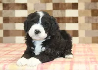 Chief, a male Miniature Bernedoodle for sale in Denver, PA – 6 of 8