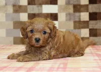 Donny, a male Cavapoo for sale in Denver, PA – 6 of 8