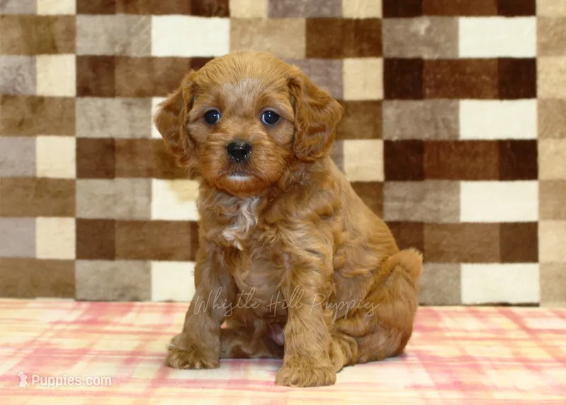 Dylan – Cavapoo puppy for sale in Denver, PA