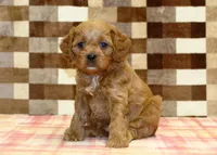 Dylan, a male Cavapoo for sale in Denver, PA – 5 of 8