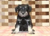 Emily, a female Miniature Schnauzer for sale in Denver, PA – 3 of 4