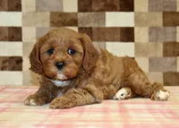 Grace, a female Cavapoo for sale in Denver, PA – 2 of 4