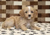 Molly, a female Cavapoo and Miniature Bernedoodle for sale in Denver, PA – Photo 2 of 4
