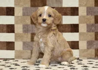 Molly, a female Cavapoo and Miniature Bernedoodle for sale in Denver, PA – Photo 1 of 4
