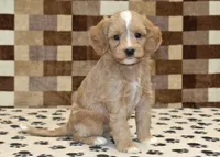 Molly, a female Cavapoo and Miniature Bernedoodle for sale in Denver, PA – Photo 4 of 4