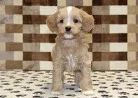 Molly, a female Cavapoo and Miniature Bernedoodle for sale in Denver, PA – Photo 3 of 4
