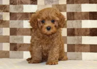 Donny, a male Cavapoo for sale in Denver, PA – 3 of 8