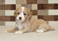 Jade, a female Cavapoo and Miniature Bernedoodle for sale in Denver, PA – 2 of 4