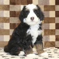 Leo, a male Miniature Bernedoodle for sale in Denver, PA – Photo 1 of 4
