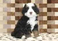 Leo, a male Miniature Bernedoodle for sale in Denver, PA – Photo 1 of 4