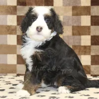 Leo, a male Miniature Bernedoodle for sale in Denver, PA – Photo 4 of 4